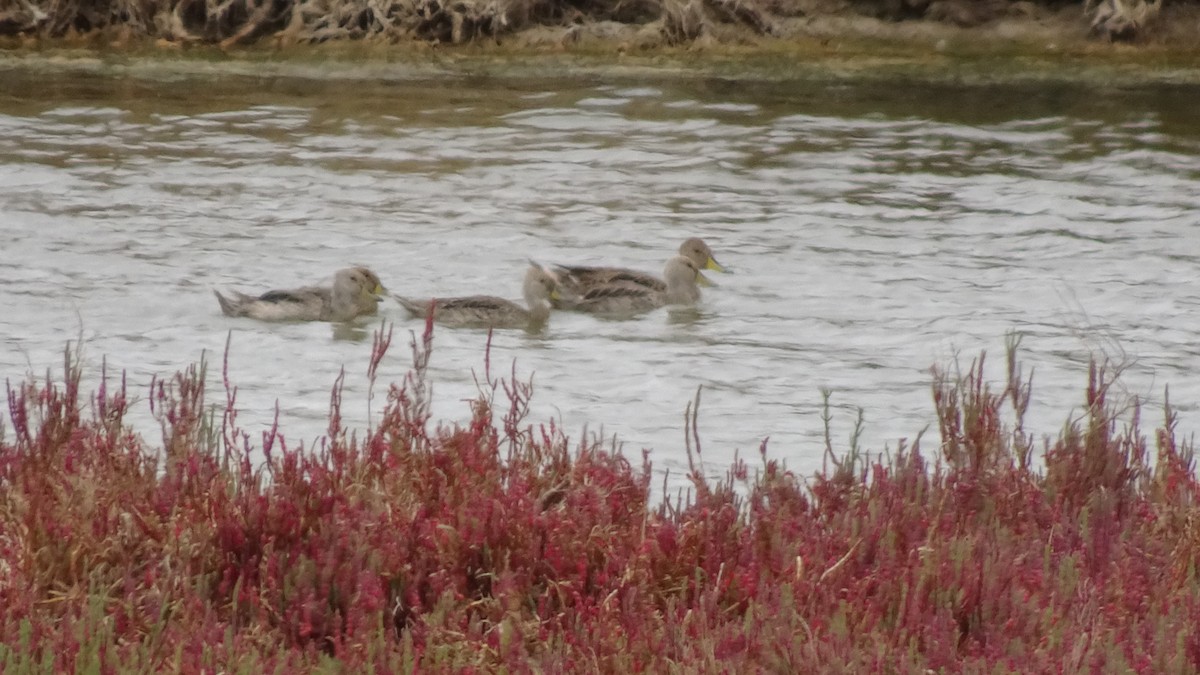 Yellow-billed Pintail - ML611821653