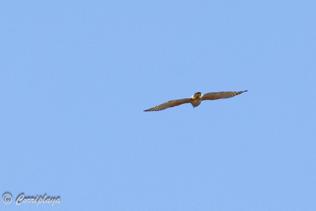 Pacific Baza - Fernando del Valle