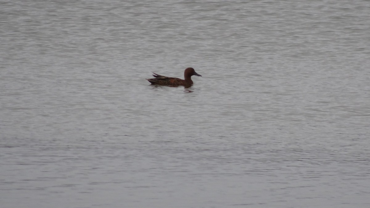 Cinnamon Teal - Marco Antonio Guerrero R.