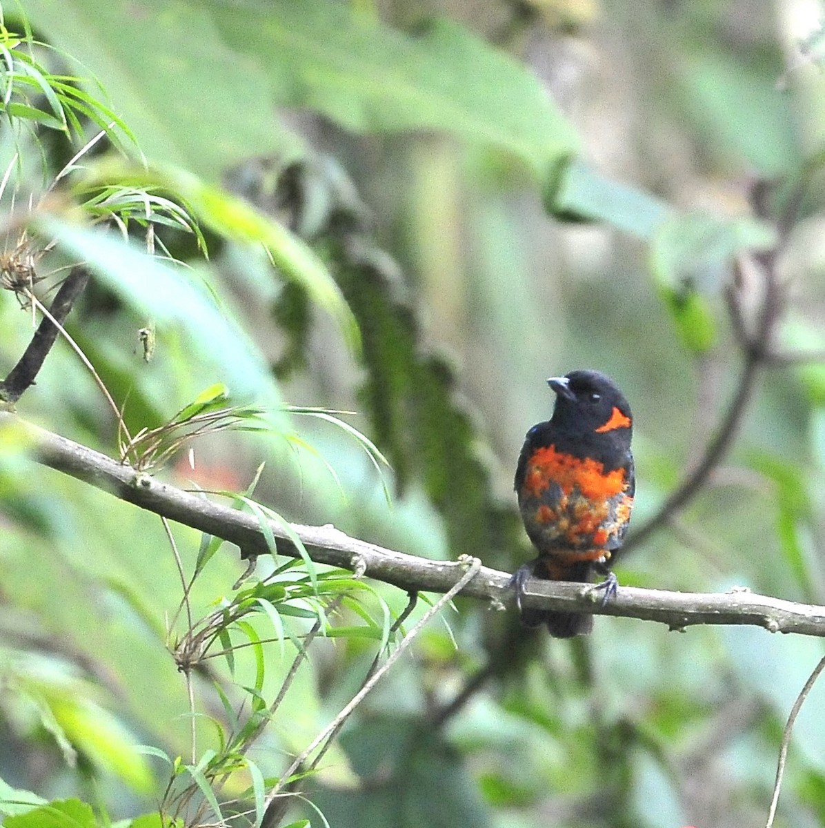 Scarlet-bellied Mountain Tanager - ML611821812