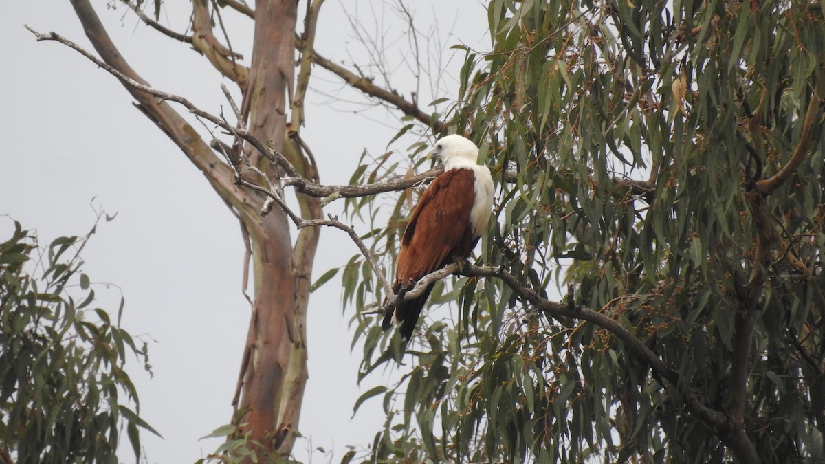 Brahminy Kite - ML611821894