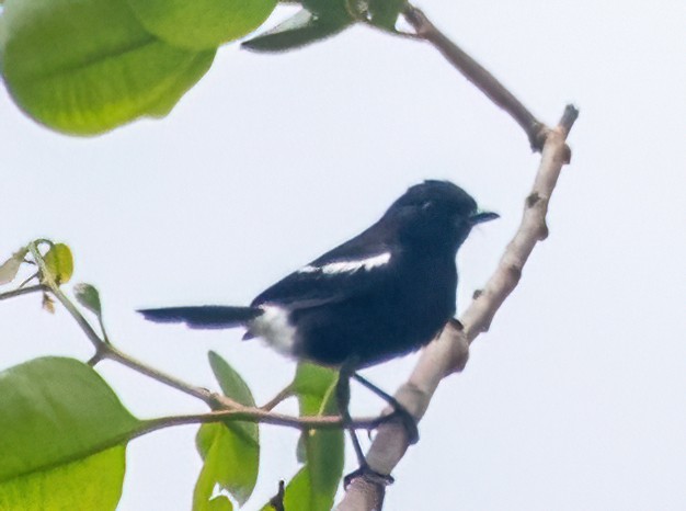 Pied Bushchat - ML611821973