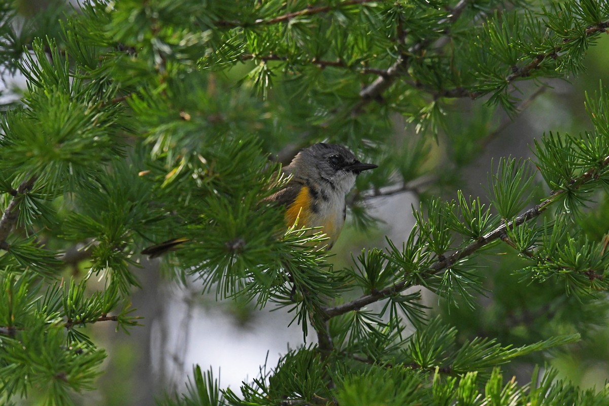 American Redstart - ML61182201