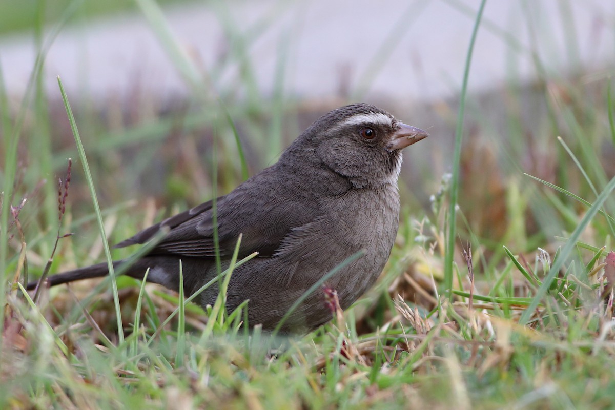 Brown-rumped Seedeater - Ohad Sherer