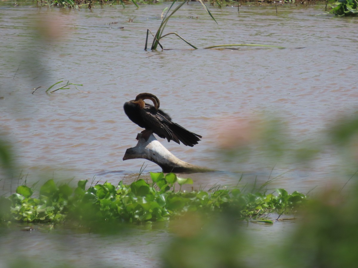 Afrika-Schlangenhalsvogel - ML611822013