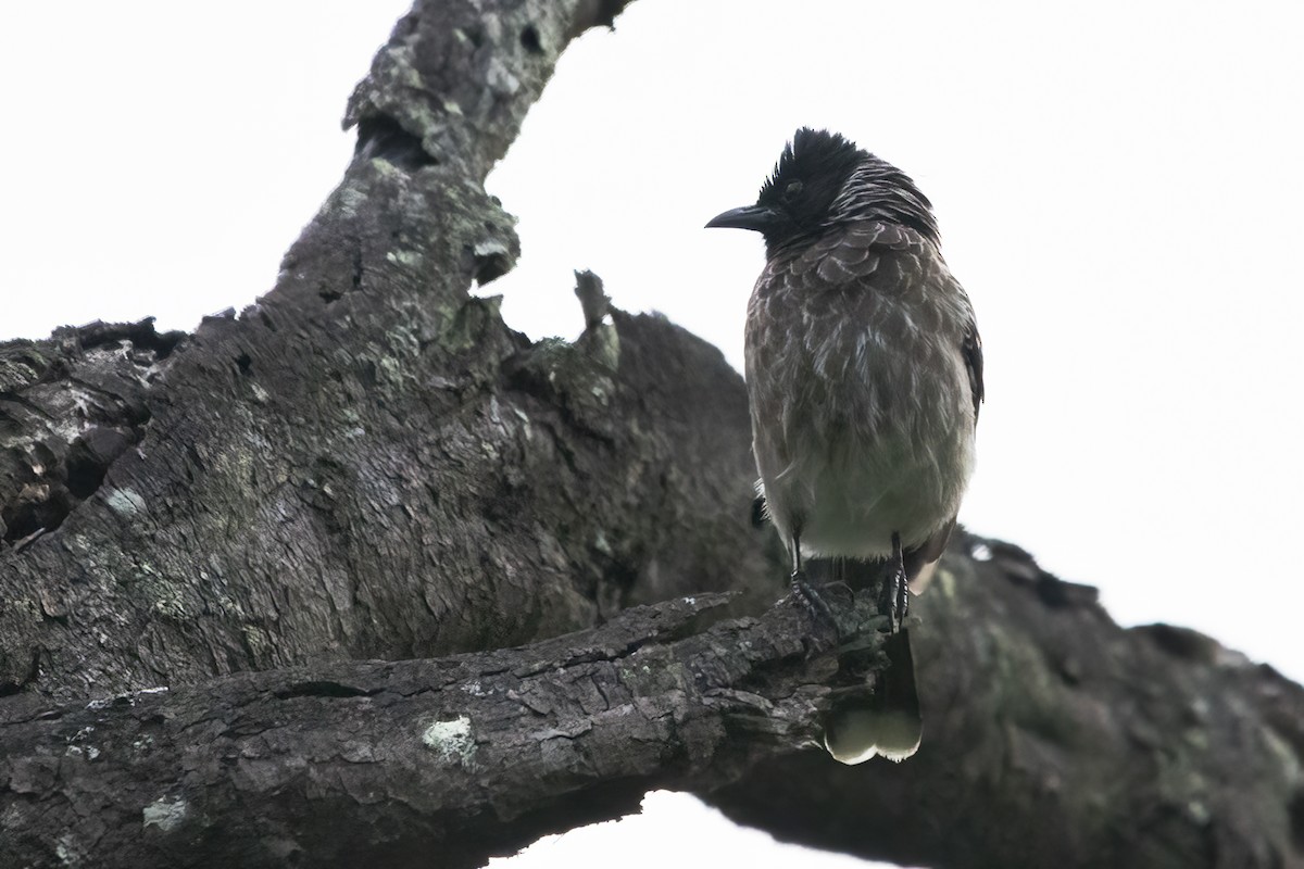 Bulbul à ventre rouge - ML611822041