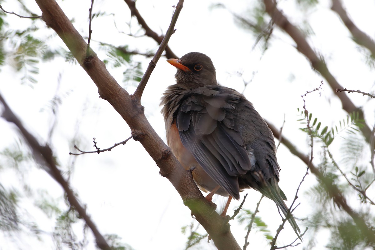 Abyssinian Thrush (Abyssinian) - ML611822062