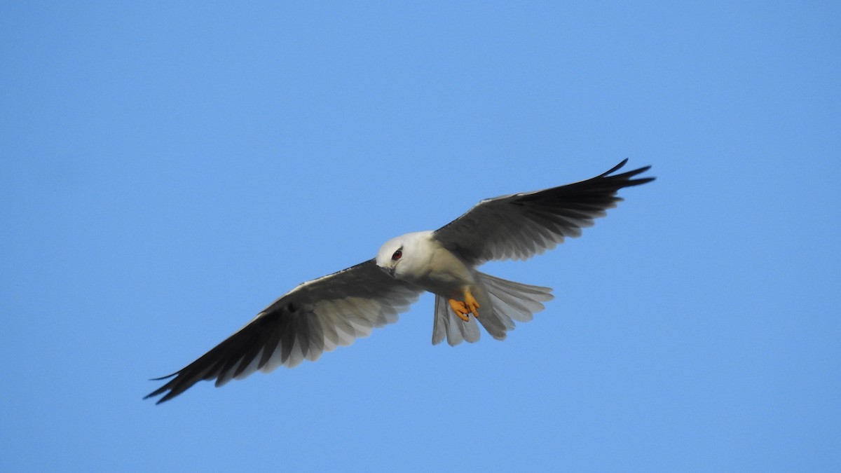 Black-shouldered Kite - E. Monaghan