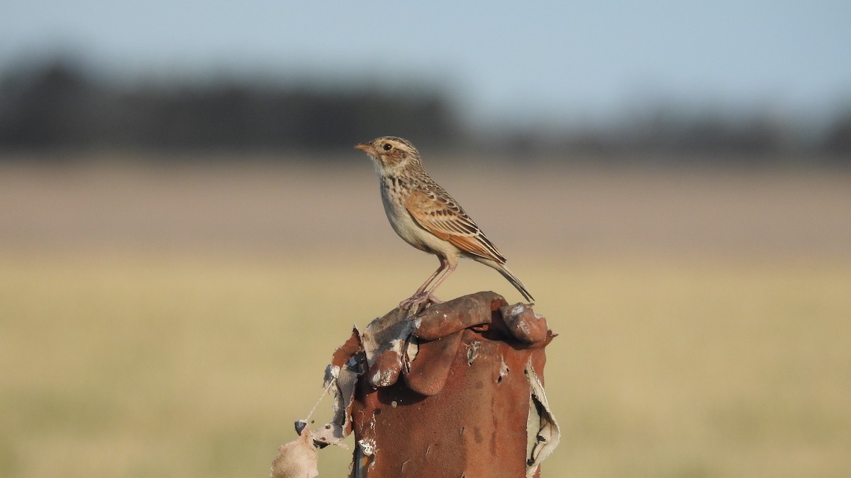 Singing Bushlark - E. Monaghan