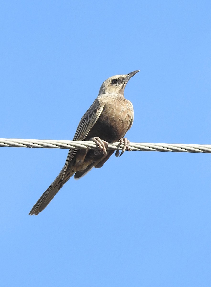 Brown Songlark - E. Monaghan