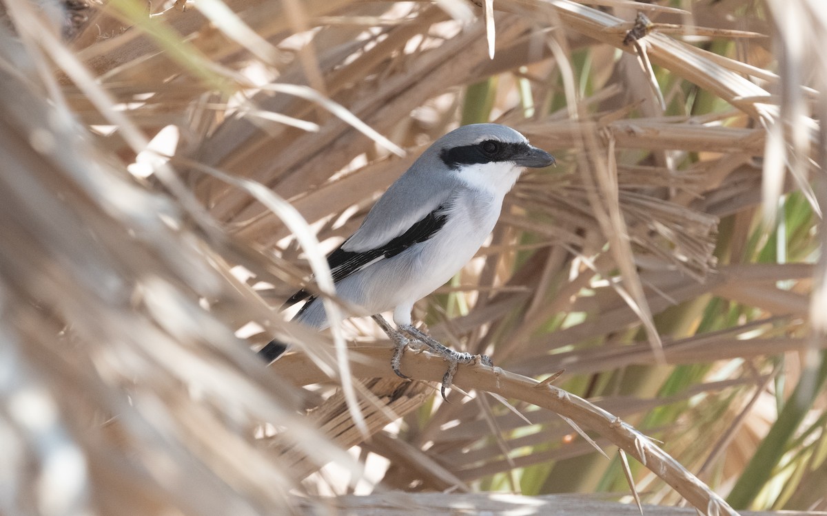 Great Gray Shrike (Arabian) - ML611822135