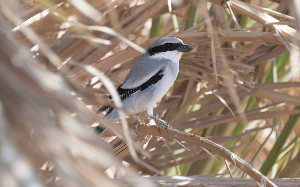 Great Gray Shrike (Arabian) - ML611822136
