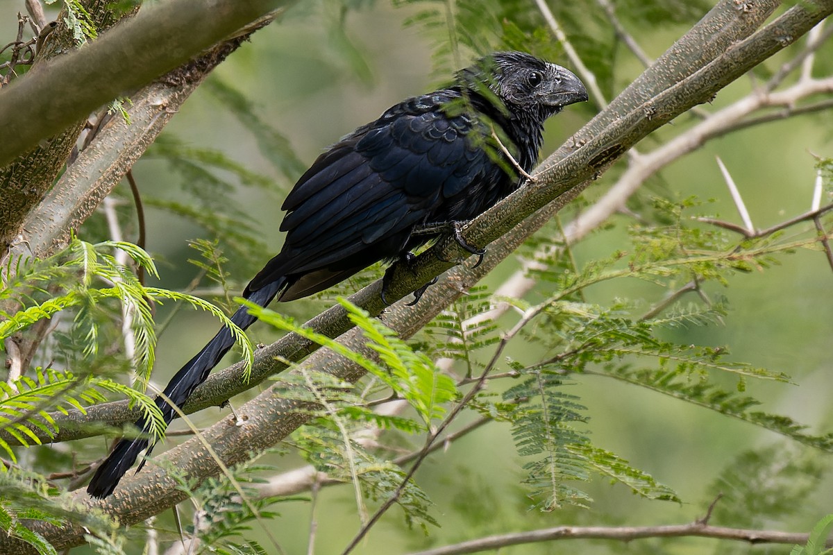 Groove-billed Ani - ML611822230
