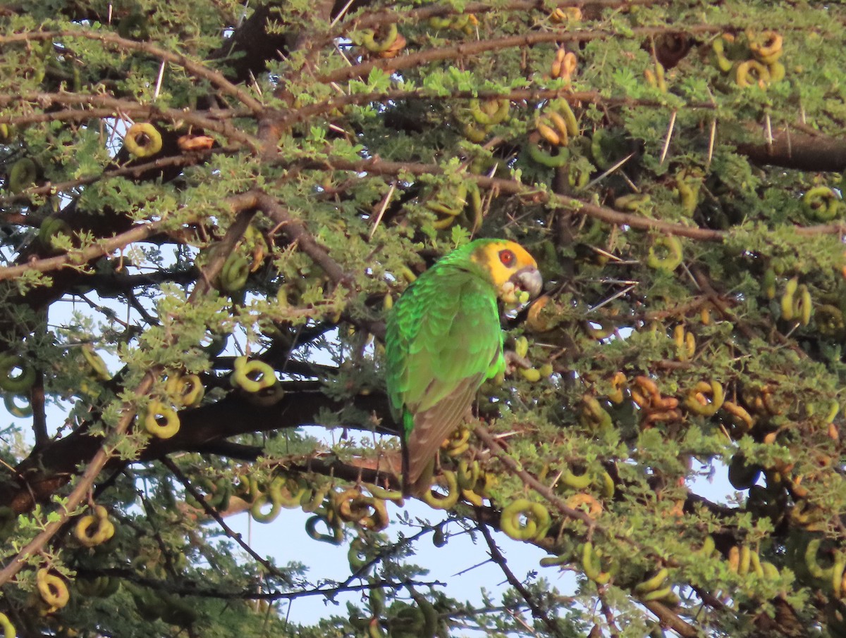 Yellow-fronted Parrot - ML611822261