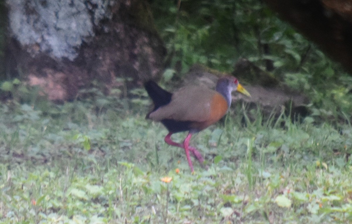 Gray-cowled Wood-Rail - ML611822273