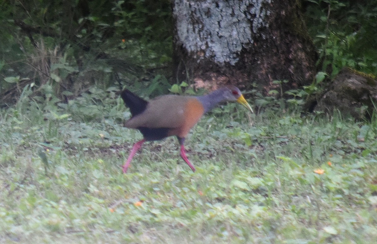 Gray-cowled Wood-Rail - ML611822274