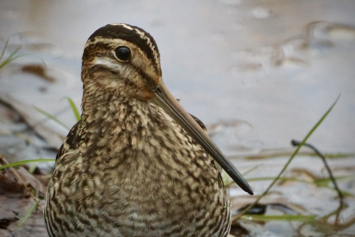 Wilson's Snipe - Laura Sisitzky