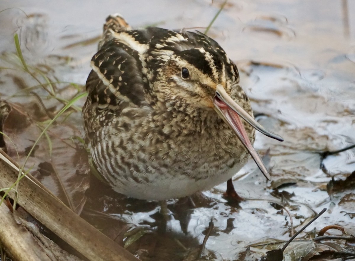 Wilson's Snipe - Laura Sisitzky