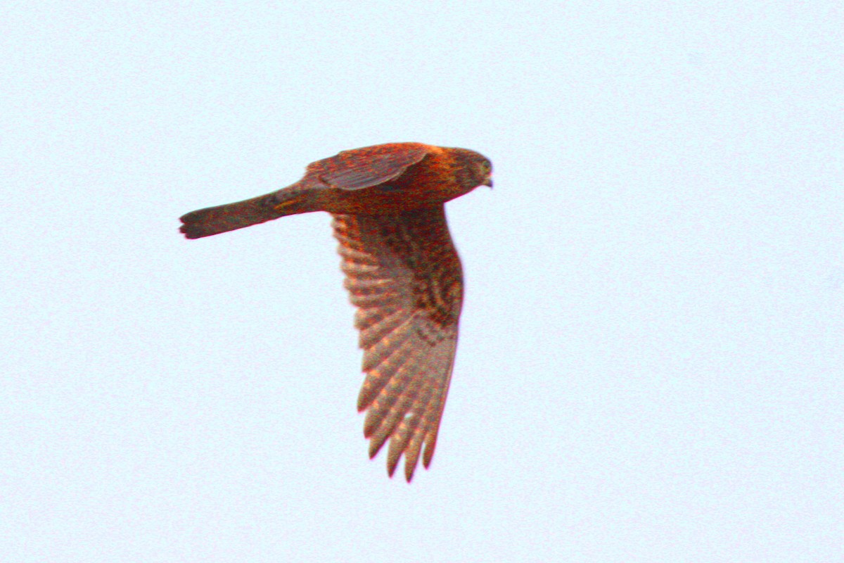 Malagasy Kestrel - ML611822318