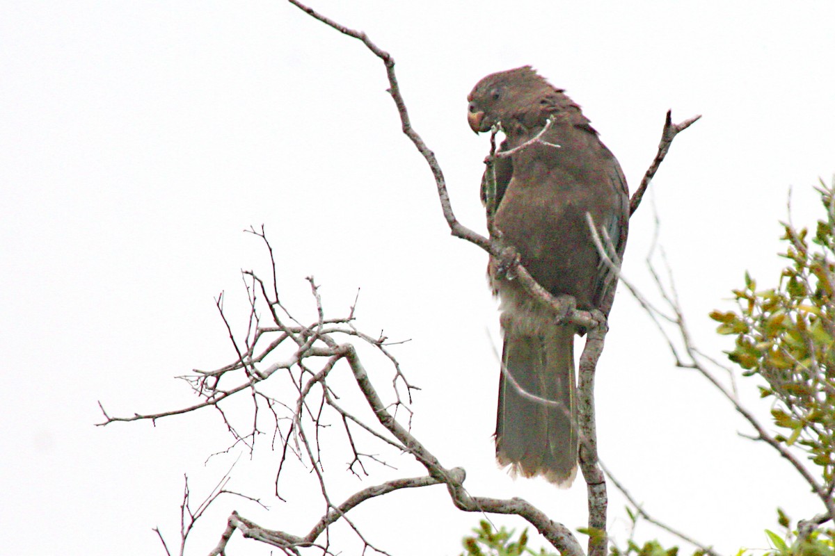 Lesser Vasa Parrot - Stephen and Felicia Cook