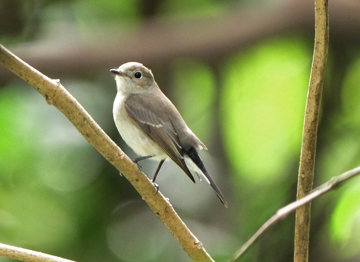 Taiga/Red-breasted Flycatcher - W.C. Lin