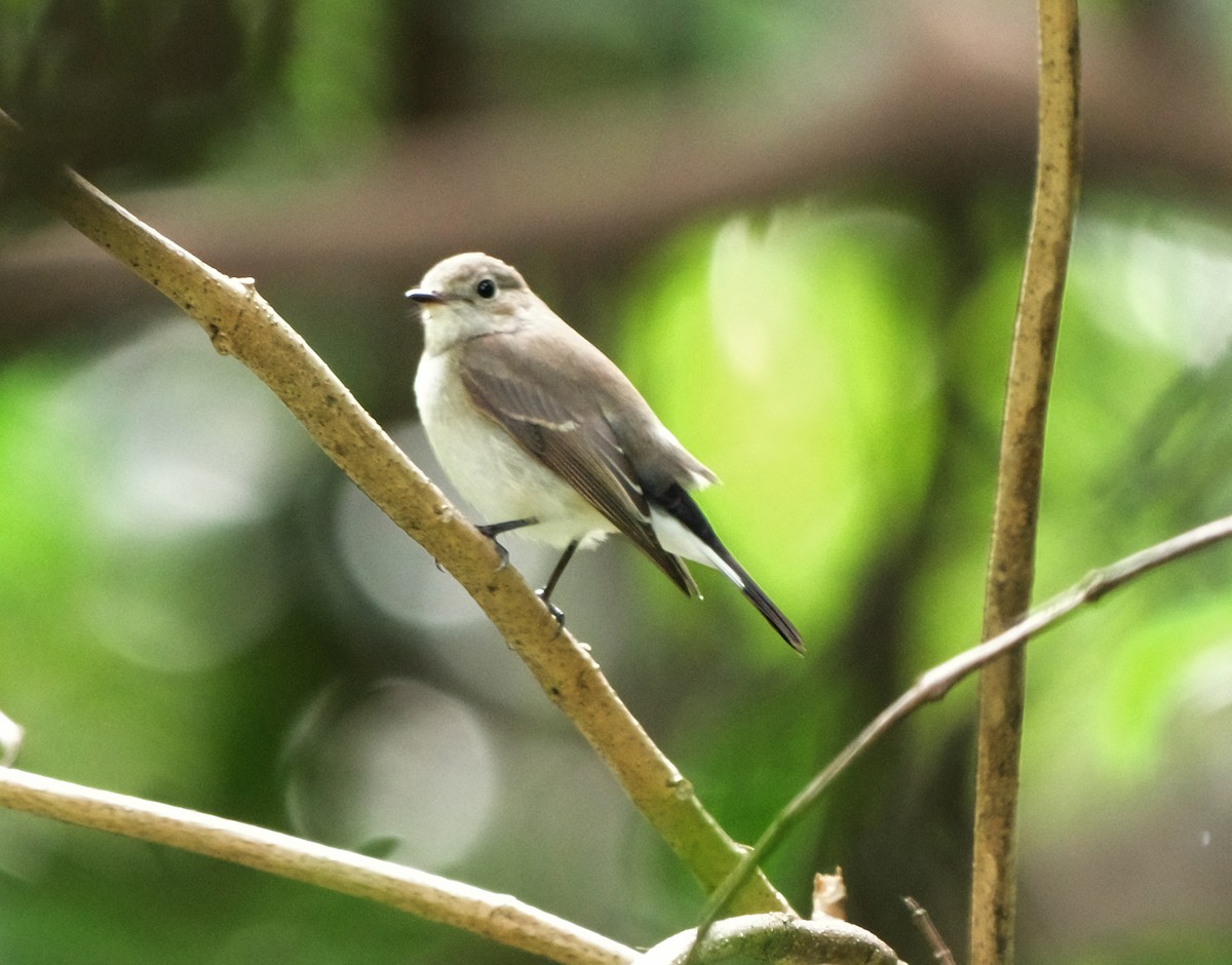 Taiga/Red-breasted Flycatcher - W.C. Lin