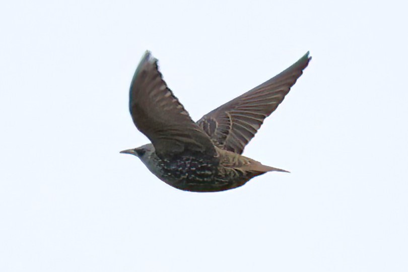 European Starling - David Wilson