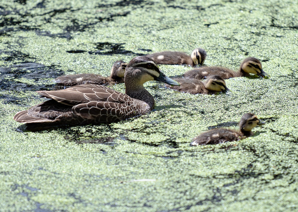 Pacific Black Duck - Tania Splawa-Neyman