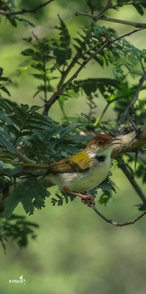 Common Tailorbird - ML611822433