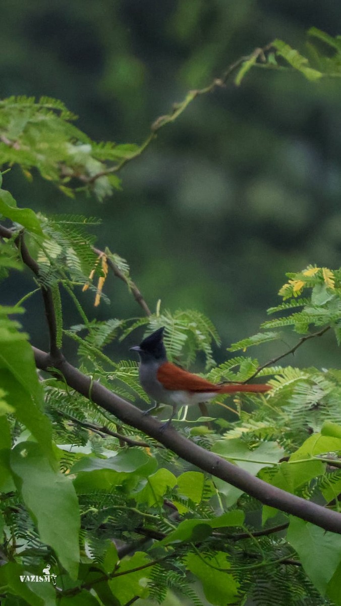 Indian Paradise-Flycatcher - ML611822437