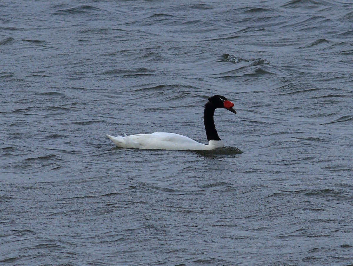 Black-necked Swan - ML611822444