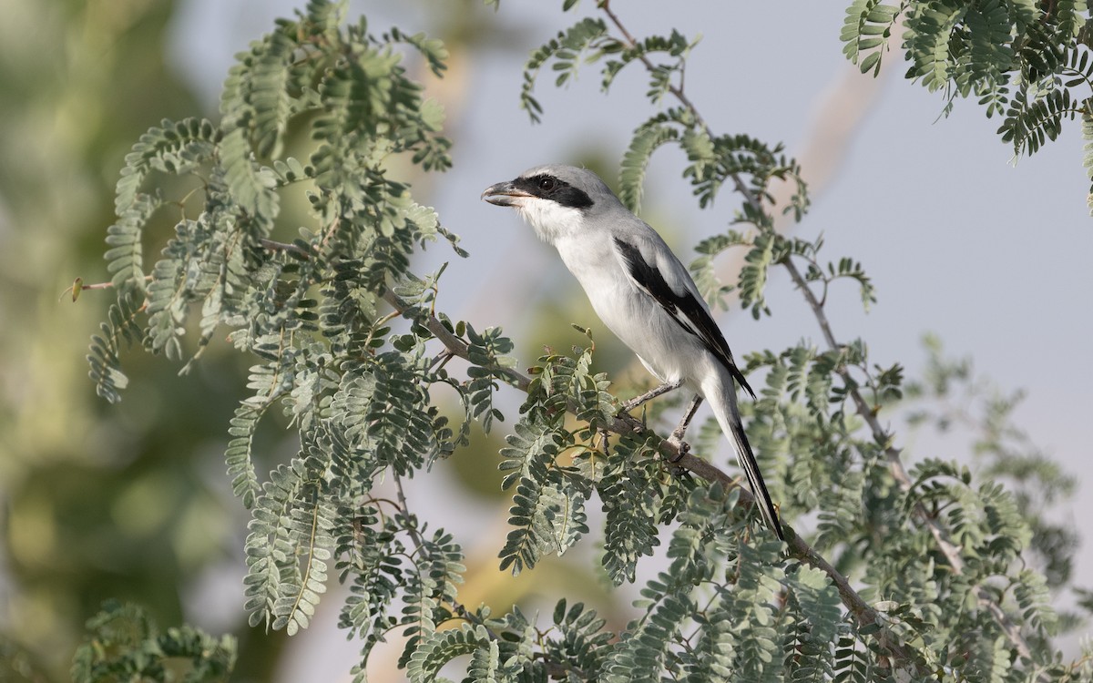 Great Gray Shrike (Arabian) - ML611822463