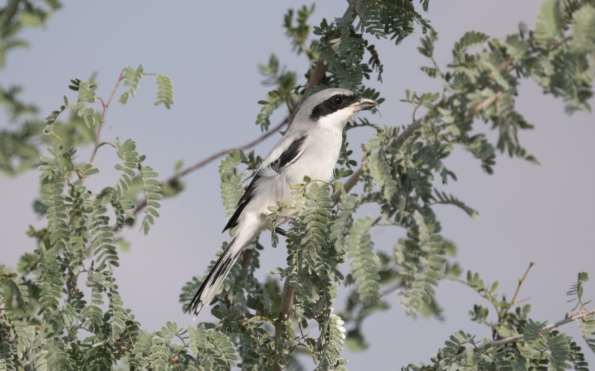 Great Gray Shrike (Arabian) - ML611822464