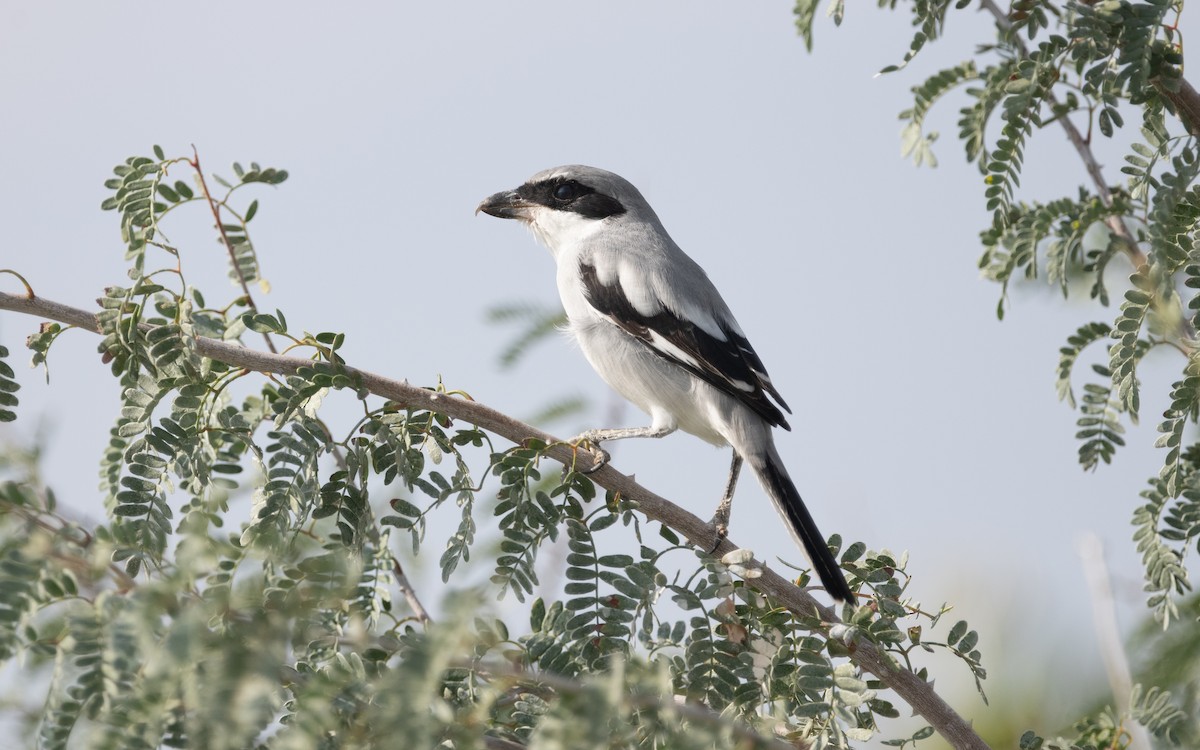 Great Gray Shrike (Arabian) - ML611822466