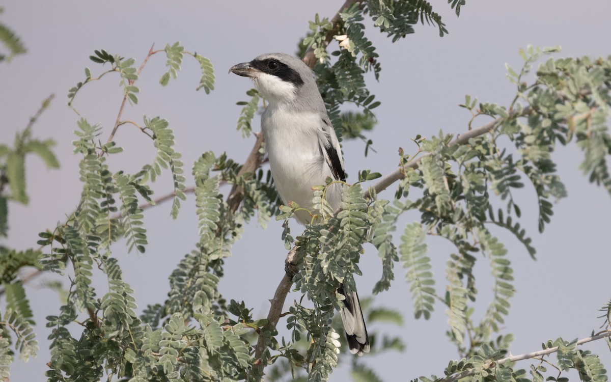 Great Gray Shrike (Arabian) - ML611822467