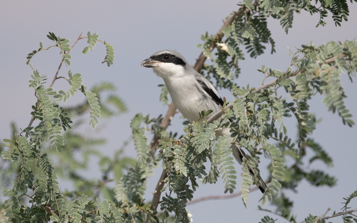 Great Gray Shrike (Arabian) - ML611822468