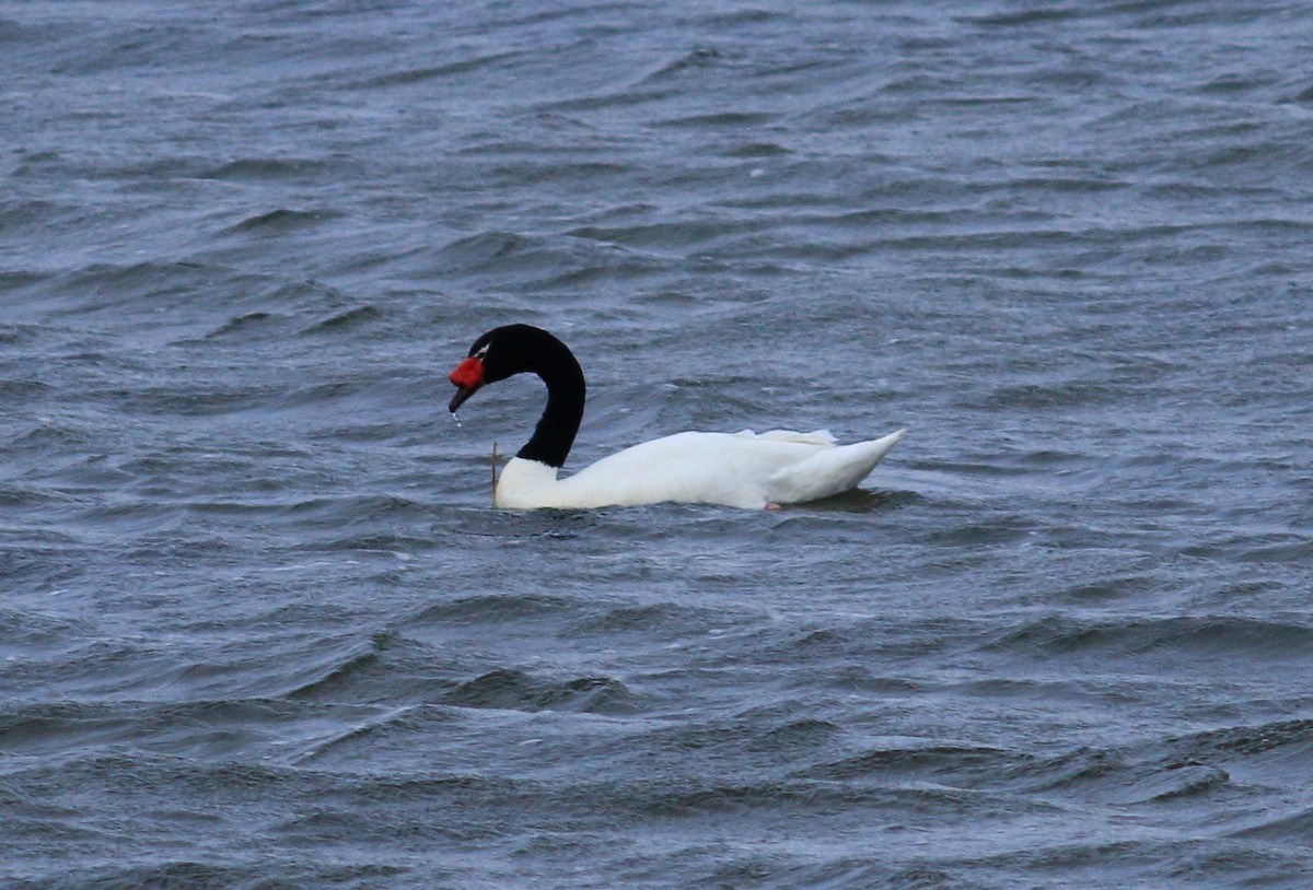 Black-necked Swan - ML611822472