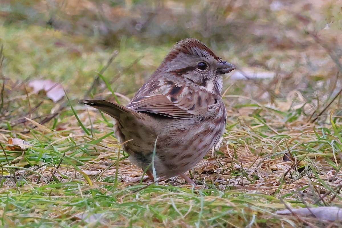 Song Sparrow - ML611822478