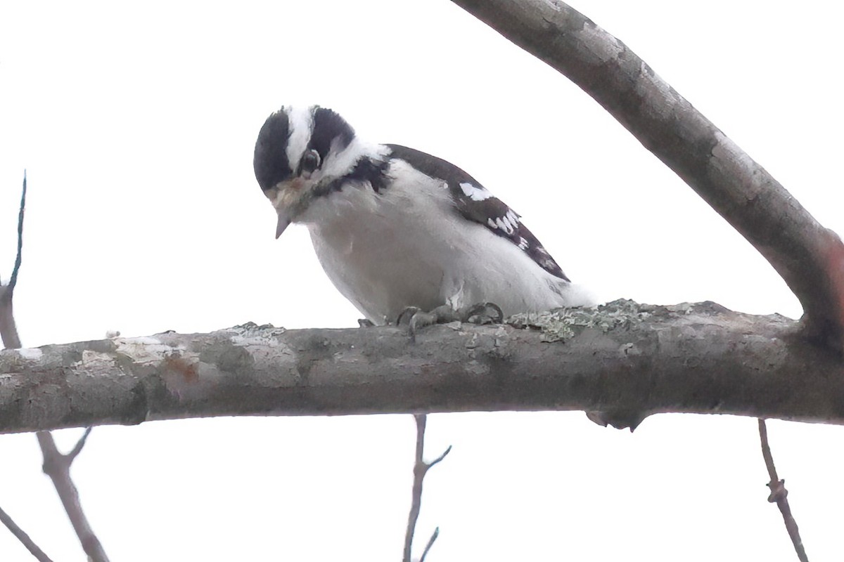 Downy Woodpecker - ML611822481