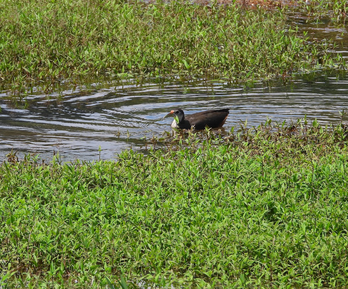 White-breasted Waterhen - ML611822482