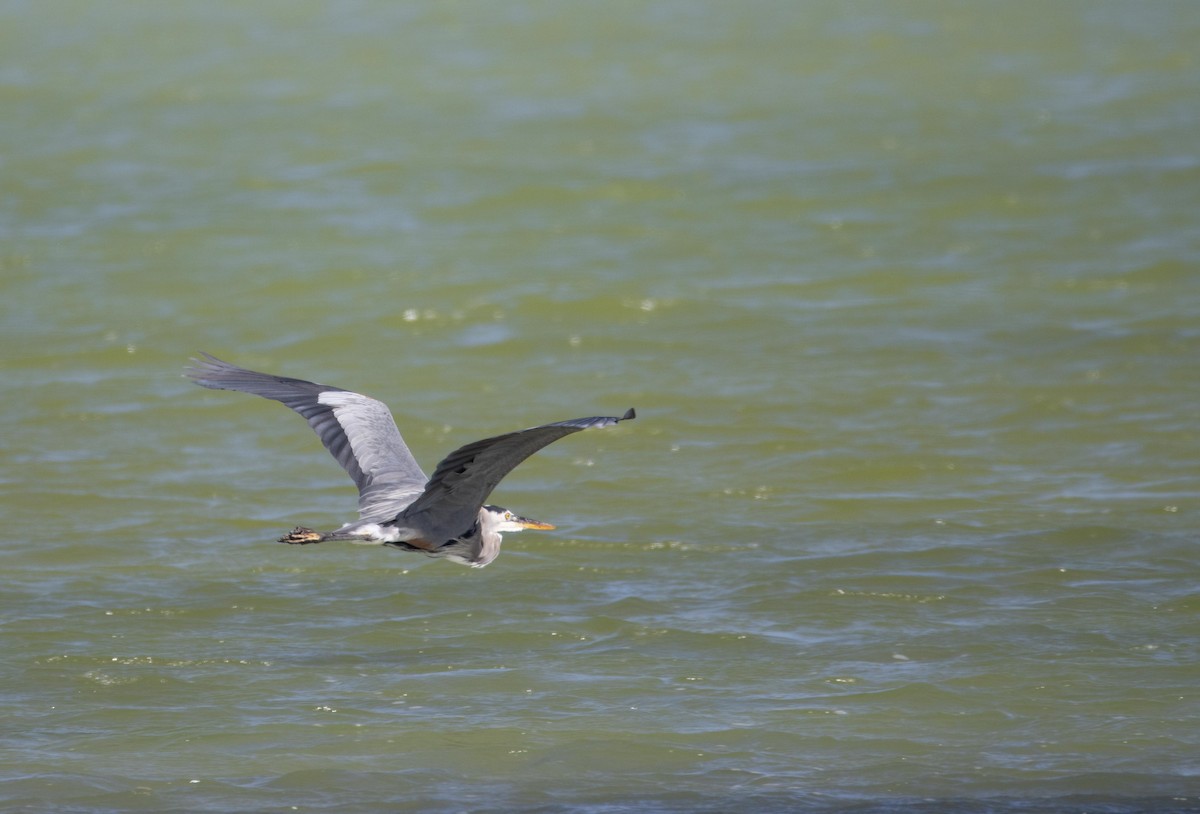 Great Blue Heron - ML611822581