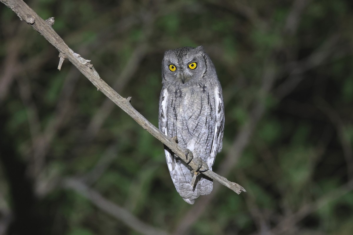 Pallid Scops-Owl - Janos  Olah