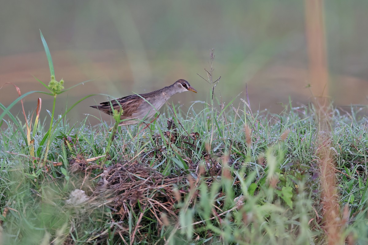 White-browed Crake - ML611822586