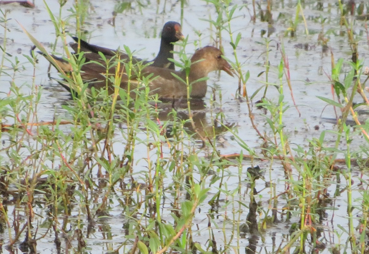 Хажилгат түнжүүр - ML611822607