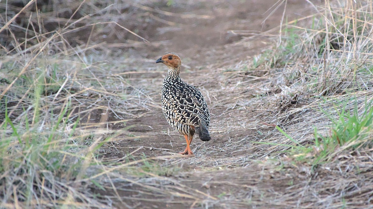 Painted Francolin - ML611822608