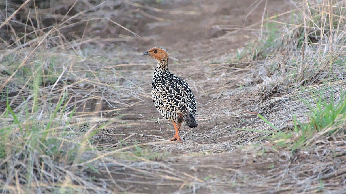 Painted Francolin - ML611822609