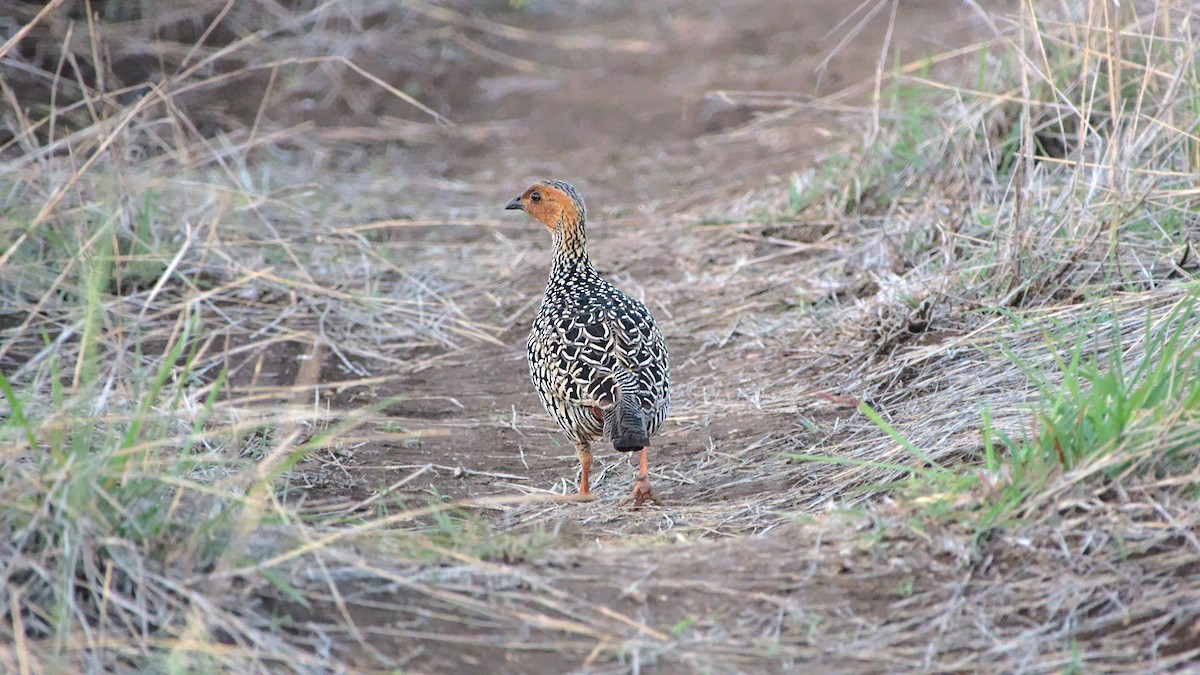 Painted Francolin - ML611822610