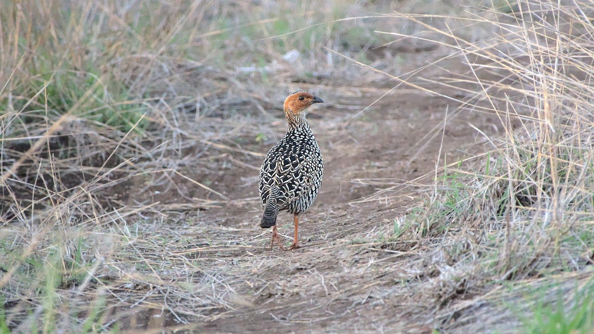 Painted Francolin - ML611822611
