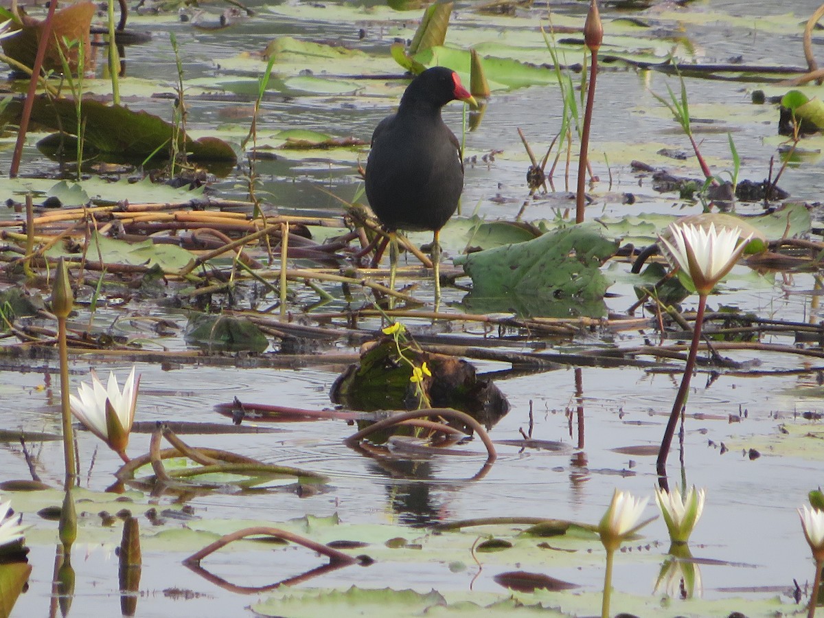 Хажилгат түнжүүр - ML611822625