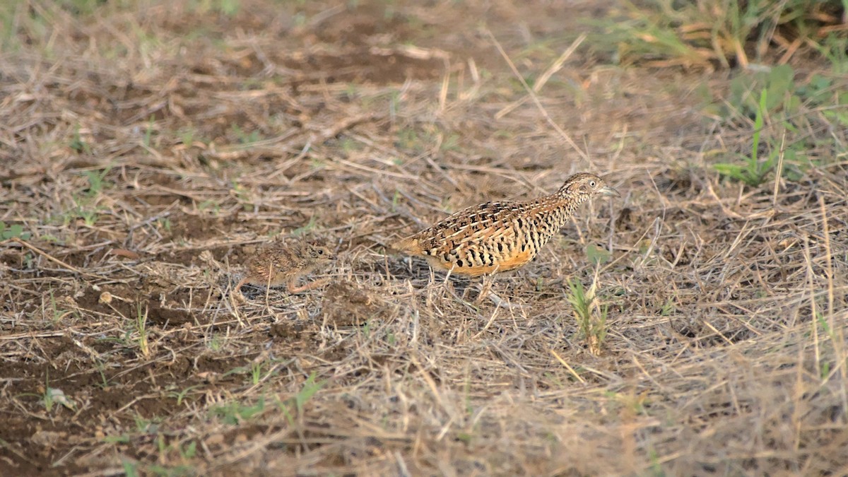 Barred Buttonquail - Aseem Borkar